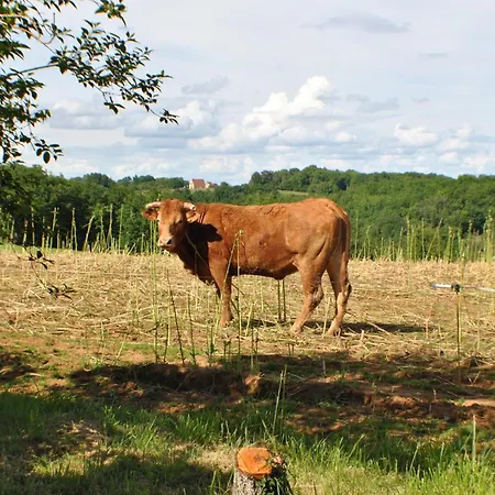 Avec Cheminee, Animaux Acceptes, Pres De Sarlat - Fr-1-616-31